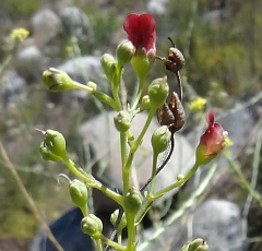 scrophularia californica ssp floribunda